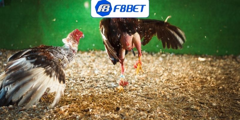 Chơi Đá Gà Đòn Online An Toàn - Kinh Nghiệm Cược Luôn Thắng